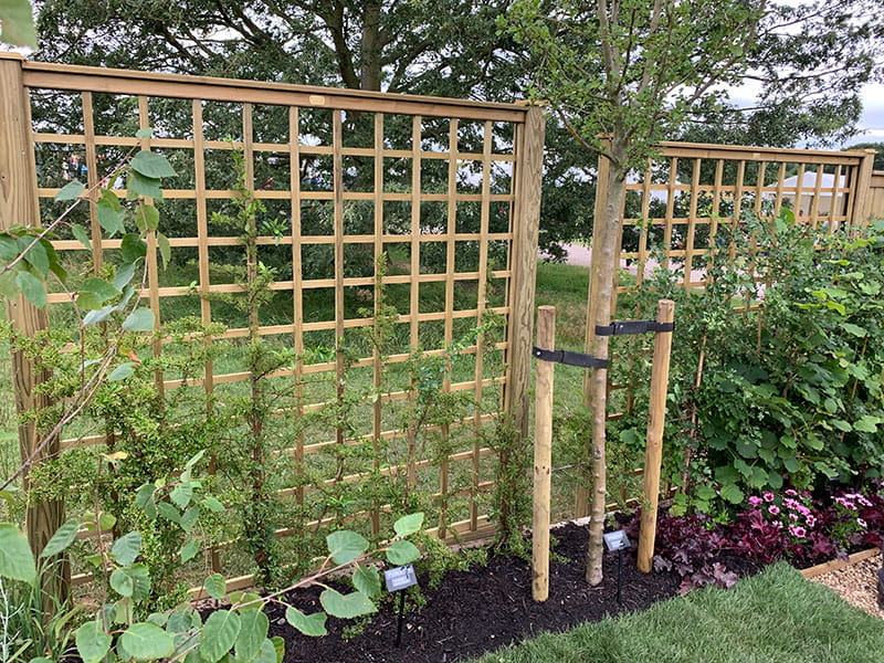 Square trellis growing climbing plants
