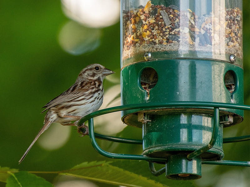 Bird feeder for more responsible garden and boundary management