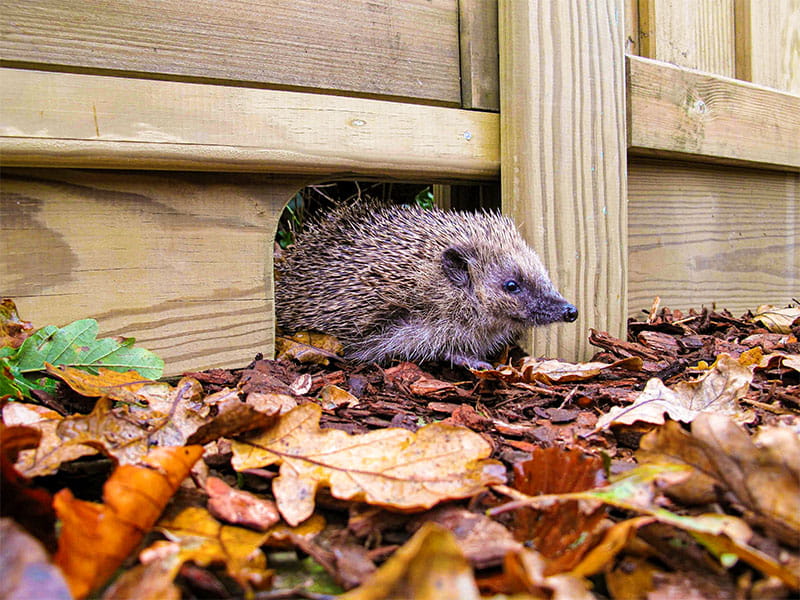 Hedgehog gravel board for a wildlife friendly garden