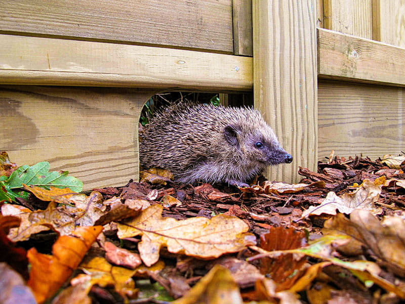 Hedgehog Friendly fencing