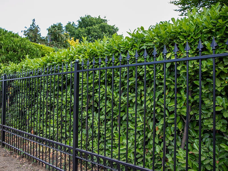 Ornamental Metal Fence and Hedge