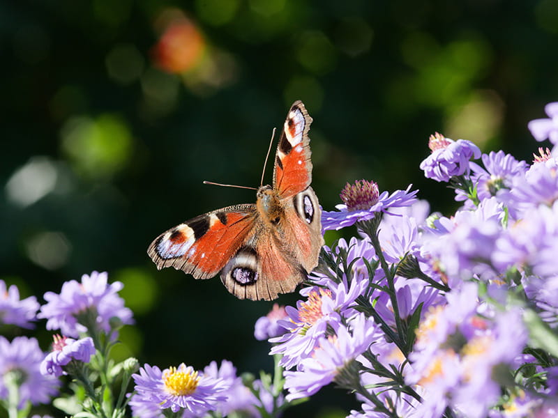 current garden trends