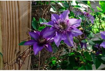 The best climbing plants for fencing