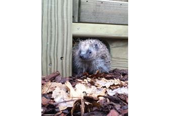 Jacksons Fencing Launches New Product to Help Save Hedgehogs