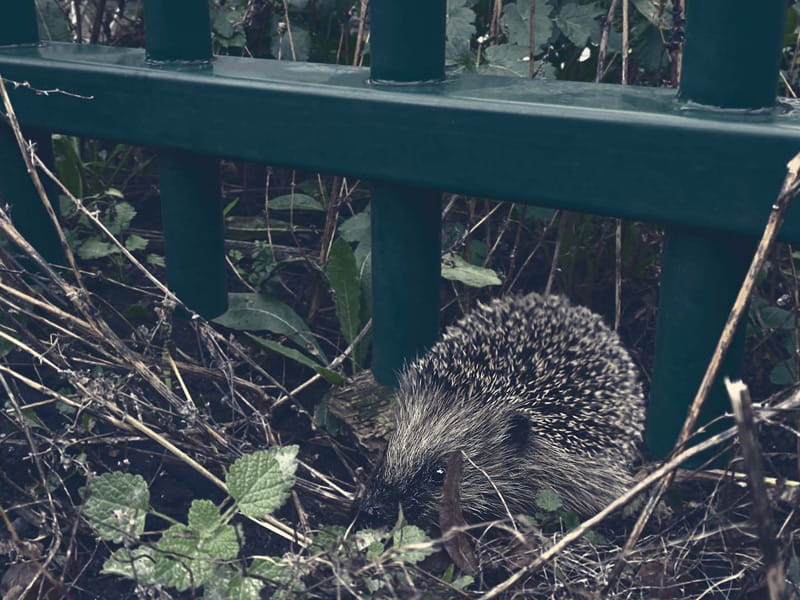 wildlife friendly fence