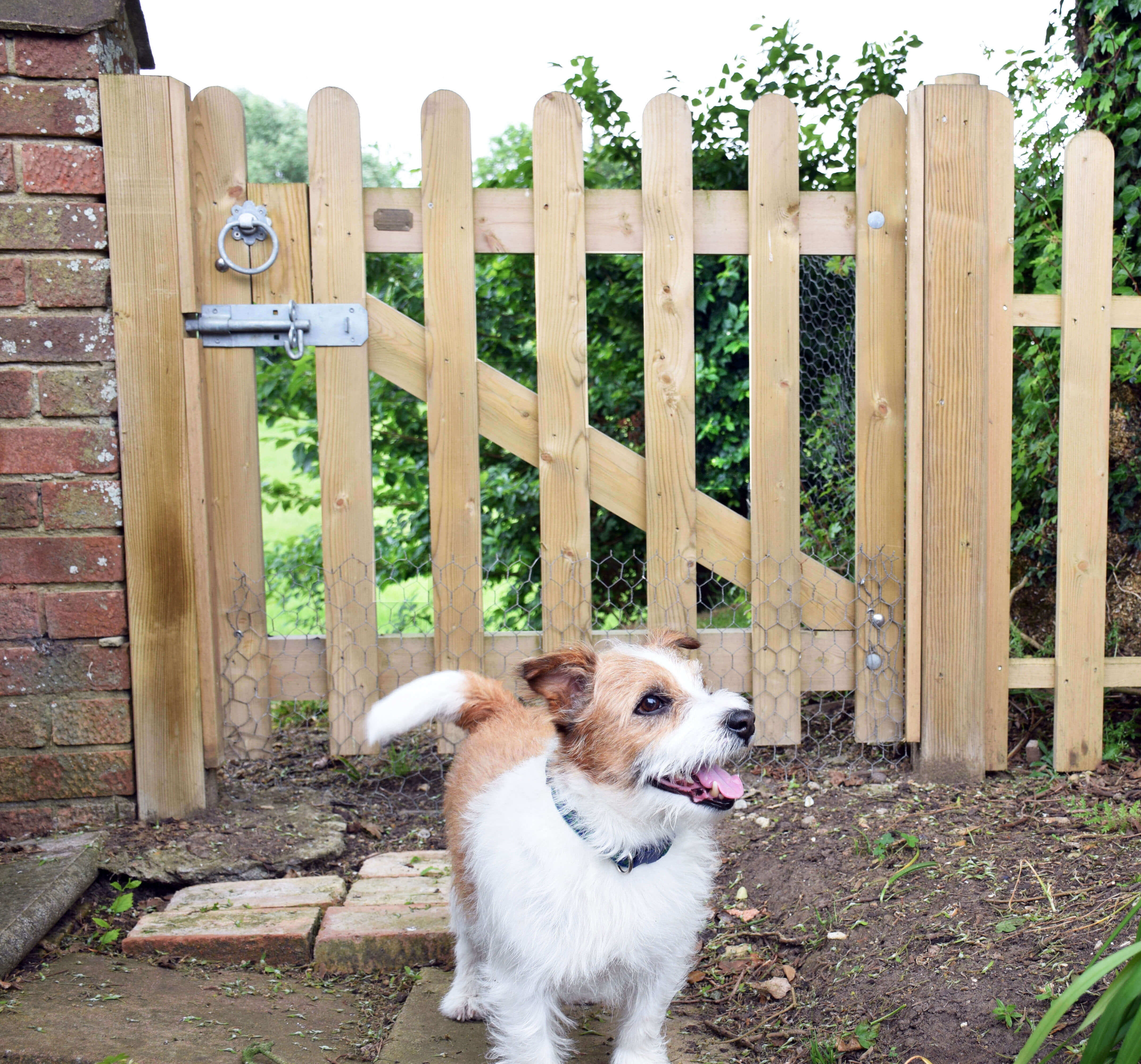 Do Dogs Need Fences