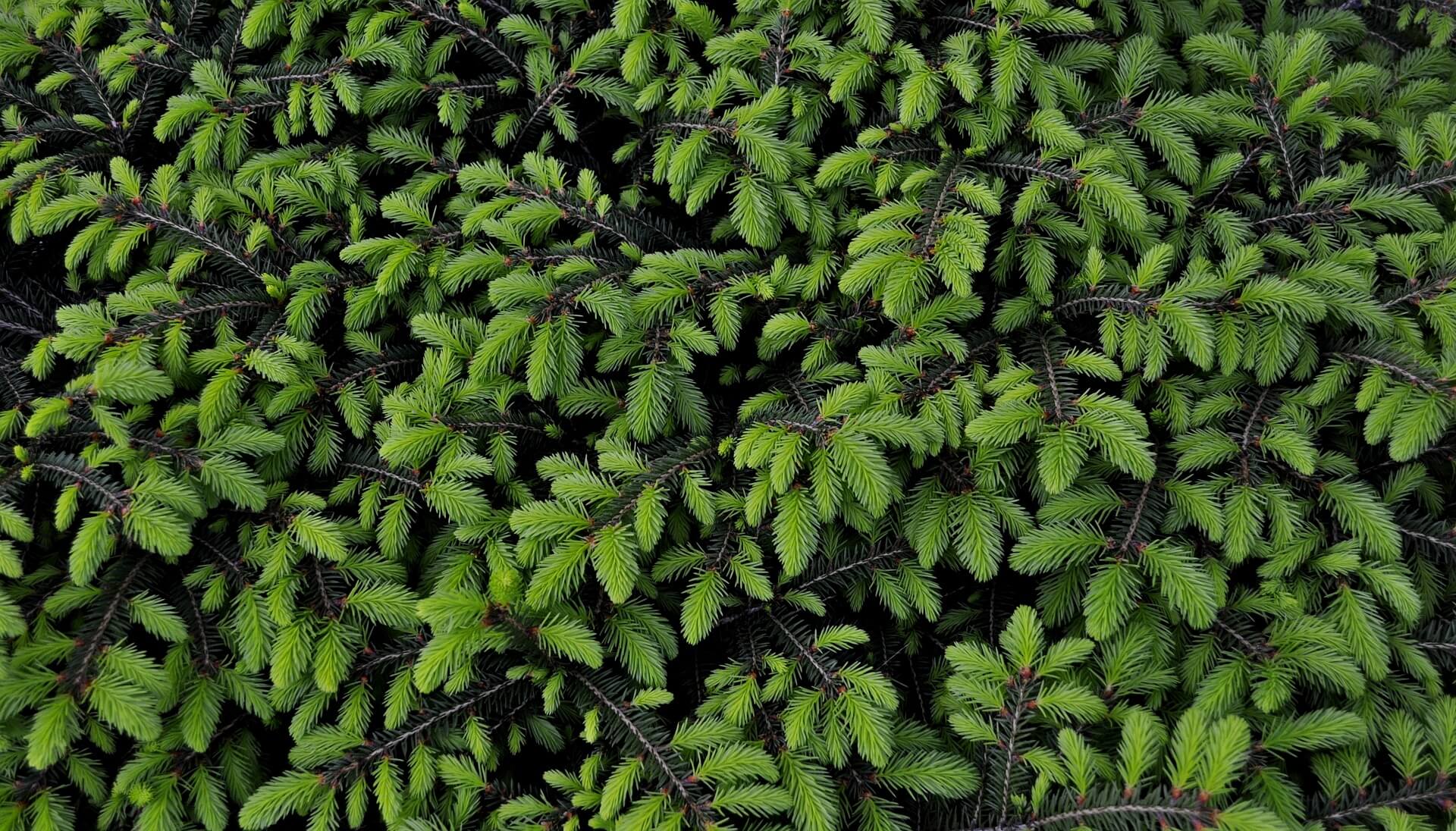 low maintenance plants