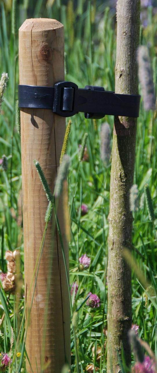 tree stake